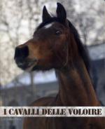 53233 - Porro, S. - Cavalli delle Voloire (I)